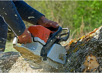 North Vancouver Services d'arboriculteur Hoff Tree Services Ltd.