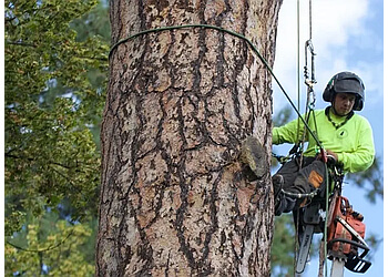 North Vancouver Services d'arboriculteur Hoff Tree Services Ltd.