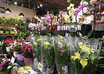 Dollard des Ormeaux florist Hollandia Florists