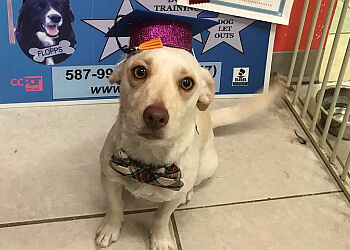 Edmonton pet grooming Hollywoof