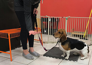 Edmonton pet grooming Hollywoof