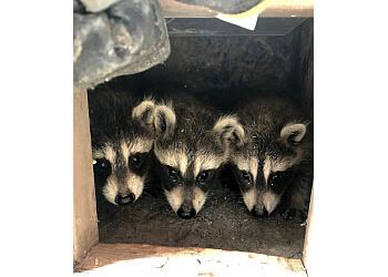 Burlington animal removal Home Free Wildlife and Pest Removal Inc.