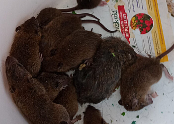 Waterloo pest control Home-Tite Pest Control & Proofing