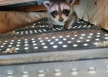 Caledon Services d'extermination de parasites Hoover Environmental Group