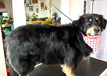 Halton Hills pet grooming Hot Dogs Grooming
