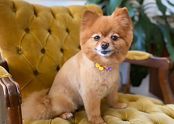 Halton Hills pet grooming Hot Dogs Grooming