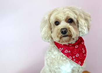 Halton Hills pet grooming Hot Dogs Grooming