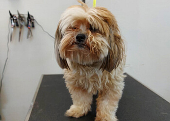 Maple Ridge pet grooming Hot Dogz Grooming