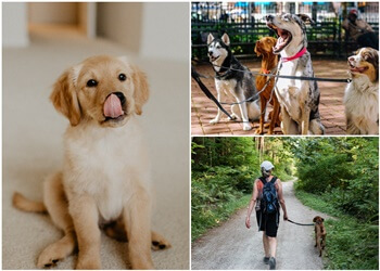 Halton Hills dog trainer Hub K9