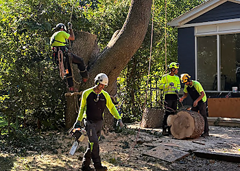 Hudson Tree Services Burlington - Burlington, ON Services d'arboriculteur - Project Image