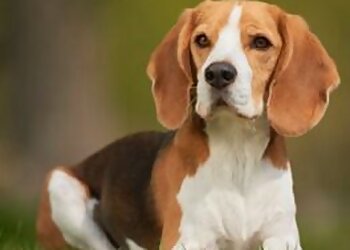 Saint Jean sur Richelieu Dresseurs De Chiens Hum-Ani Passion