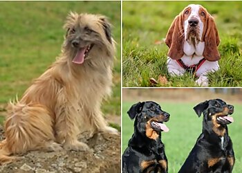 Saint Jean sur Richelieu Dresseurs De Chiens Hum-Ani Passion