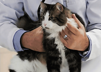 Huronia Veterinary Emergency Clinic - Barrie, ON Cliniques Vétérinaires - Service Highlights