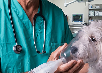 Huronia Veterinary Emergency Clinic - Barrie, ON Cliniques Vétérinaires - Medical Procedure Image