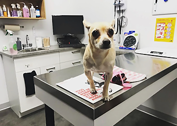 Saint Hyacinthe veterinary clinic Hôpital Vétérinaire Des Maskoutains