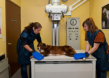 Hôpital Vétérinaire Dufferin - Granby, QC Cliniques Vétérinaires - Doctor With Patient Image