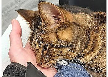 Trois Rivieres veterinary clinic Hôpital Vétérinaire Rive-Nord Inc.