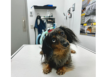 Sherbrooke veterinary clinic Hôpital Vétérinaire de Sherbrooke