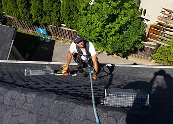 Halton Hills Services d'extermination de parasites ICE Pest Control & Wildlife Removal