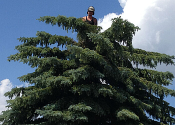 Medicine Hat Services d'arboriculteur I Cut Trees