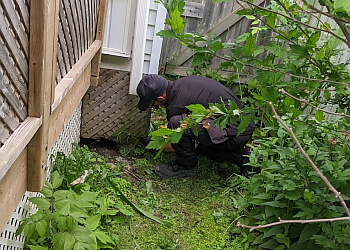 Icon Pest - Richmond Hill, ON Services d'extermination de parasites - Pest Inspection Service Image
