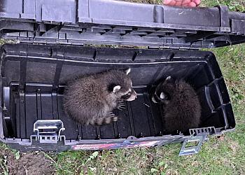 Icon Pest - Richmond Hill, ON Services d'extermination de parasites - Pest Control Service Image
