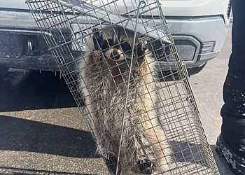 Icon Pest Control & Wildlife Removal Vaughan - Vaughan, ON Animal Removal - Service Image