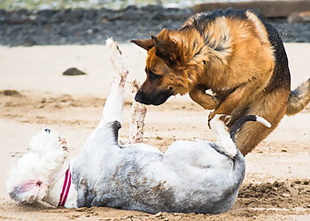 Pickering dog trainer Imagine Dog Training