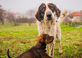 Pickering dog trainer Imagine Dog Training