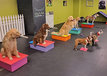In Dogs We Trust - London, ON Dog Trainers - Dog Training Image