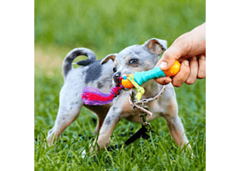 London Dresseurs De Chiens In Dogs We Trust