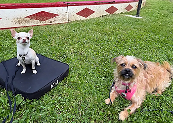 In Dogs We Trust - London, ON Dog Trainers - Training Practice Image