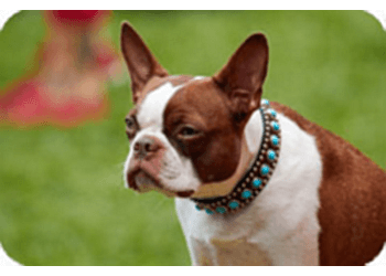 London Dresseurs De Chiens In Dogs We Trust