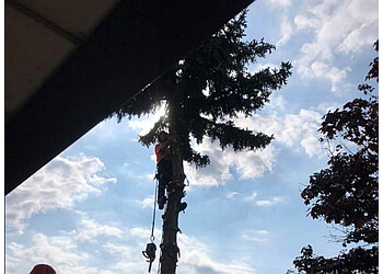 Pickering tree service Inglewood Tree Service