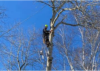 Pickering tree service Inglewood Tree Service