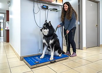 Inglewood Veterinary Clinic - Caledon, ON Veterinary Clinics - Patient Care Image