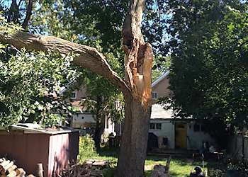 Ingold Tree Service Inc. - Cambridge, ON Services d'arboriculteur - On-Site Service Image