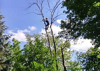 Ingold Tree Service Inc. - Cambridge, ON Services d'arboriculteur - Tree Trimming Image