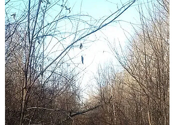 Cambridge Services d'arboriculteur Ingold Tree Services Inc.