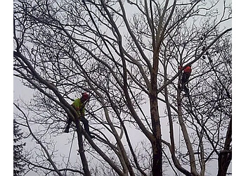 Cambridge Services d'arboriculteur Ingold Tree Services Inc.