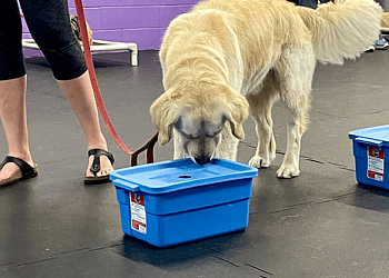 Burlington dog trainer Instinct Canine Training