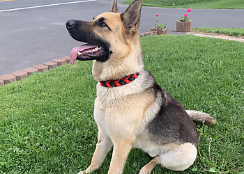 Levis Dresseurs De Chiens Institut Canin Prestance Et Élégance