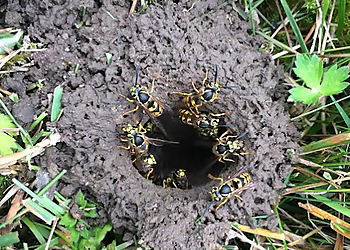 Interior Pest Arrest, Inc. - Kamloops, BC Pest Control - Wasp Control Image