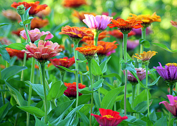 Nanaimo landscaping company Island Eco-Scapes