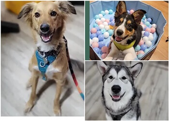 Montreal dog trainer Ivy League Dogs