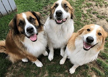 Belleville dog walker Just Four Paws