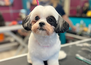 Kingston pet grooming Jazzy Pet Grooming Studio