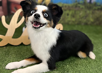 Kingston pet grooming Jazzy Pet Grooming Studio