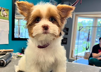 Kingston pet grooming Jazzy Pet Grooming Studio
