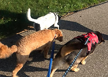 Jenny's Dog Care - Mississauga, ON Promeneurs De Chiens - Business Gallery Image